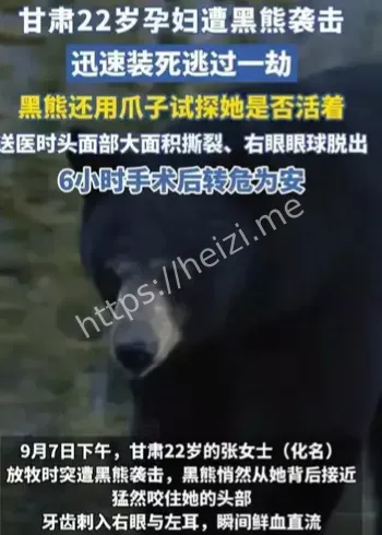 孕妇黑熊袭击逃生